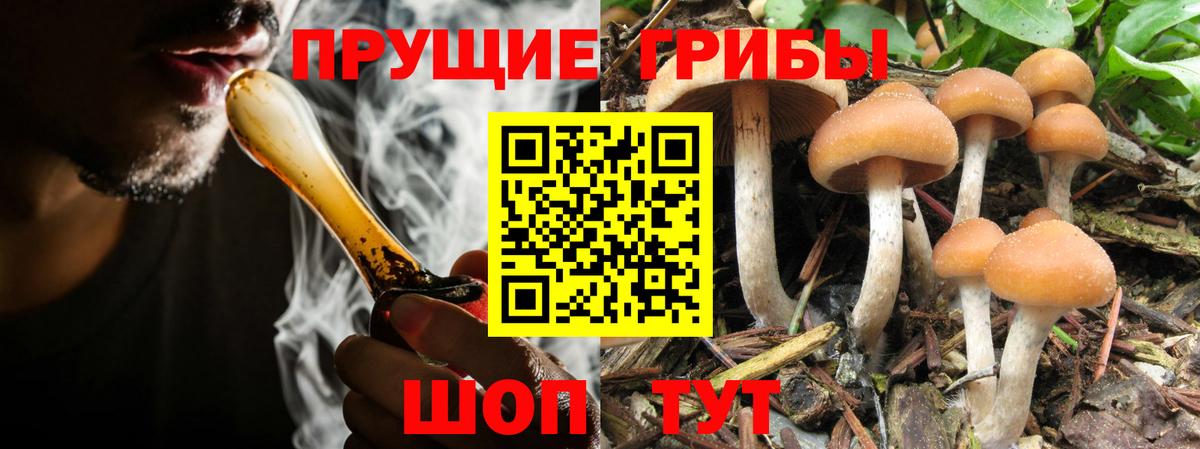 Псилоцибиновые грибы Psilocybe  Псилоцибиновые грибы мицелий  Карасук  Вход с VPN 